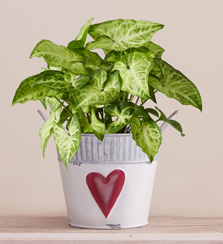 You Are Loved Arrowhead Plant